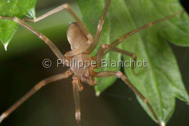 Sicariidae_0017.JPG - France, Hérault (34), Araneae, Sicariidae, Araignée violoniste (Loxosceles rufescens), Mediterranean recluse spider